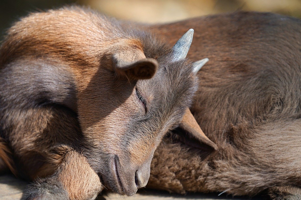 How to Conduct Research on Human-Animal Interactions